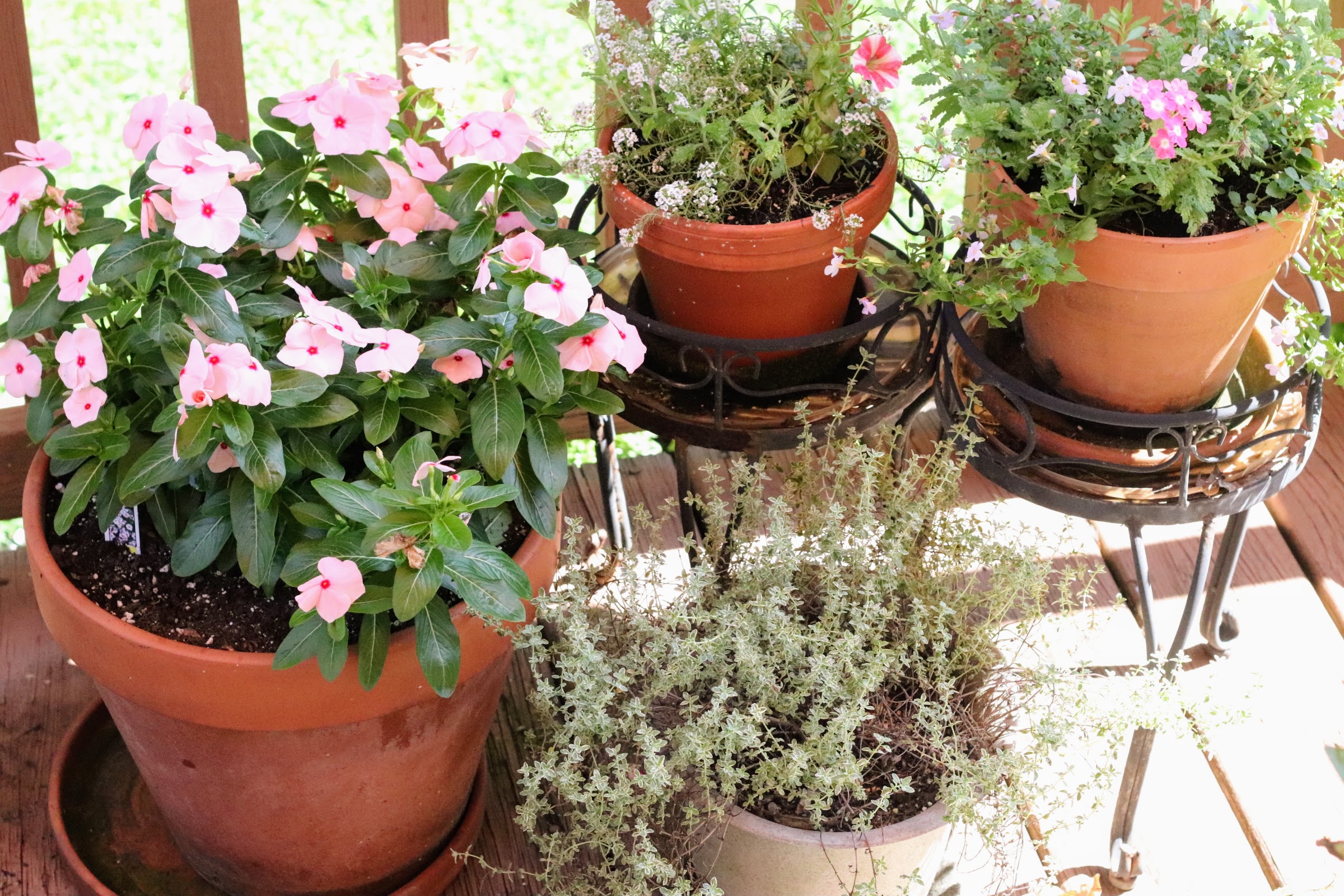 Container Gardening, Or How To Have A Garden When You Don't Have A Yard ...